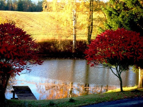 Czech Republic landscape from the author's study. Pond with trees in the fall. 
