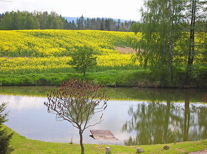 View of a pond with tree from expat author's study in the Czech Republic.