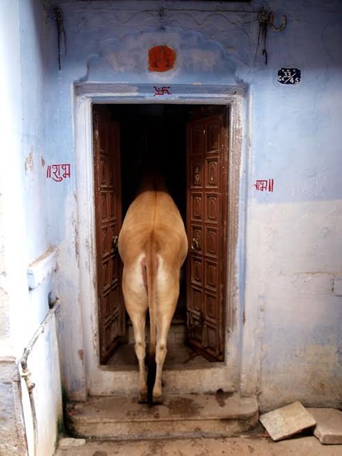 Street cow enters home in Varanesi.