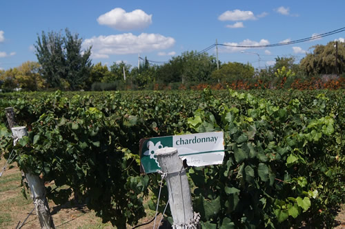 A vineyard in Mendoza