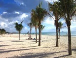 Living in Mexico to live and work with palm trees on beach.