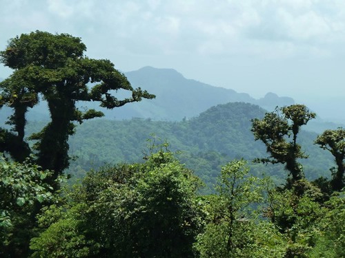 Cloud forest in Panama.