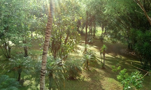 A tropical green forest in Belize.