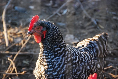 Hearing the rooster