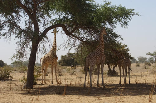 We came across giraffes 