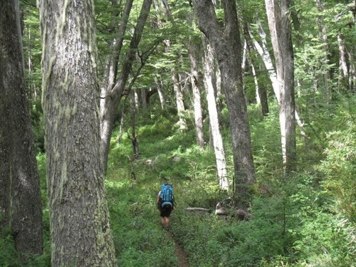 Hiking treks through the woods in Patagonia, Argentina.