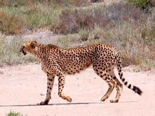 A cheetah looking for prey on a Botswana safari group tour.
