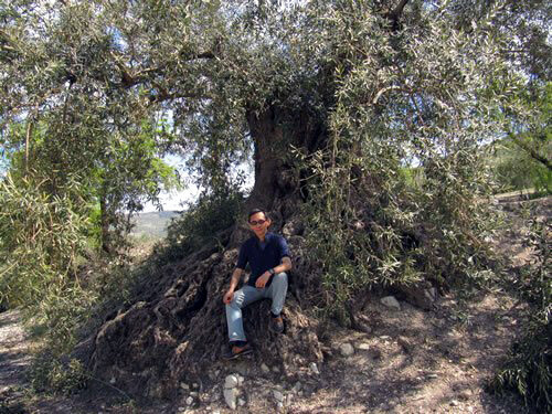 1,700-year-old olive tree