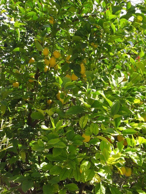 Lemons on trees to be picked.