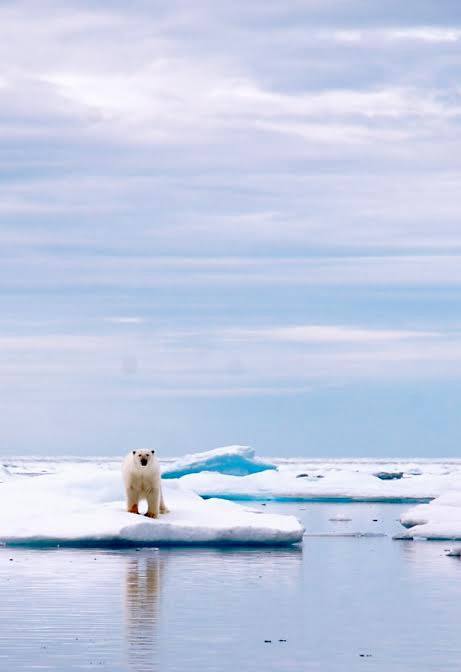 Staring at an arctic bear standing on ice.