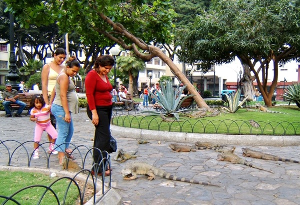 Hungry iguanas in Parque Bolivar. Guayaquil, Ecuador