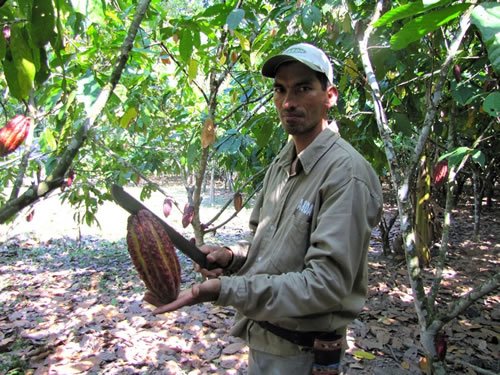 A cacao farmer in Colombia.