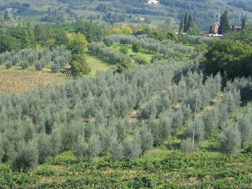 Sustainable living and eco-travel is traditional in much of Tuscany.