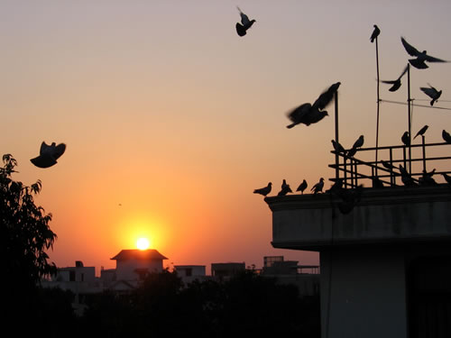 Delhi sunset from family's terrace.