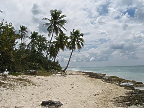 Dominican Republic Beach and Trees