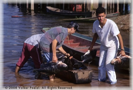 Fishing along Amazon.