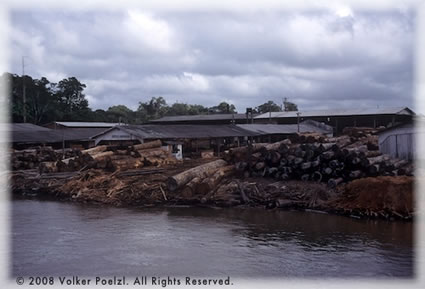 Logs along the Amazon.