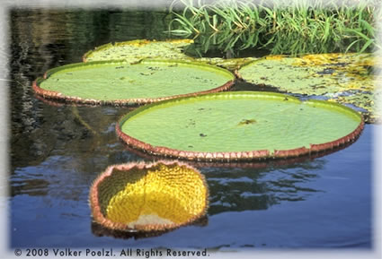 Water lily on Amazon