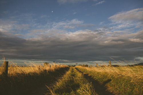 A grassy road from How to Fall in Love with the Flatlands.