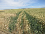 Travel in the flatlands with fields of corn.