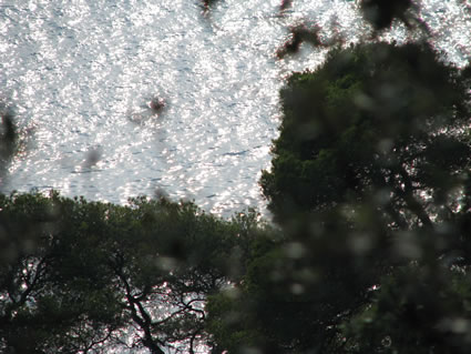 French Riviera landscapes.