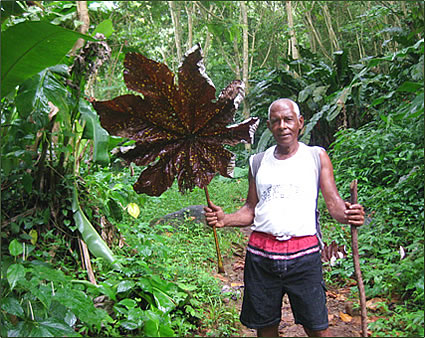 Grenada nature hiking guide