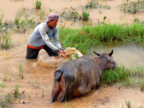 Water buffalo in rice fields of Toraja