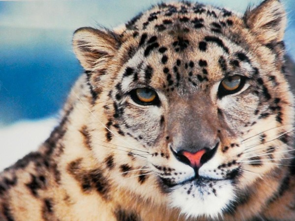 A snow leopard in Ladahk.