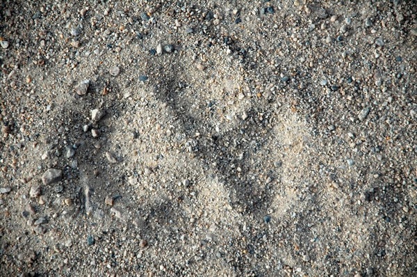 Wolf track in Ladakh.