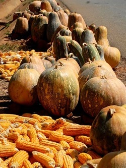 Corn and squash is source of food