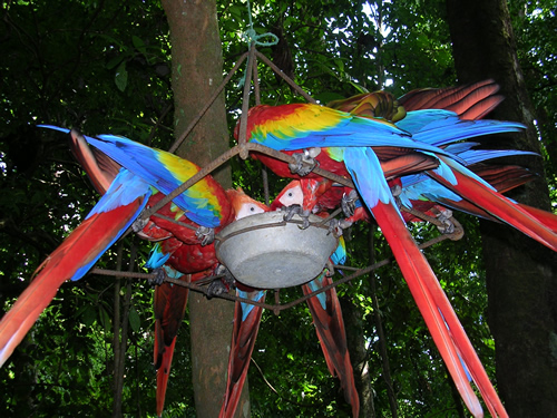 Feeding Macaws in Costa Rica