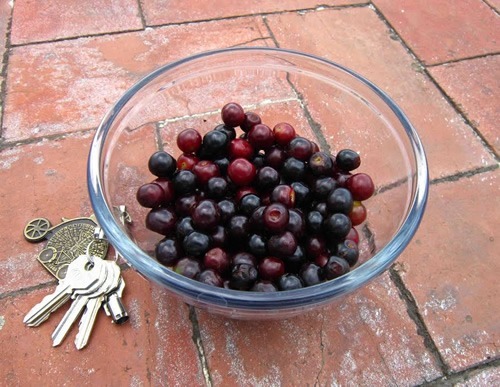 Frutto capulines (chokecherry)