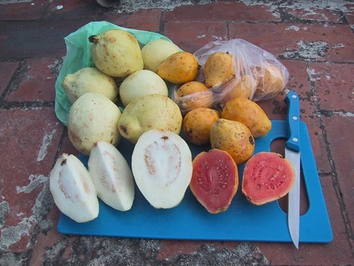 Guava fruit cut up and at the market.