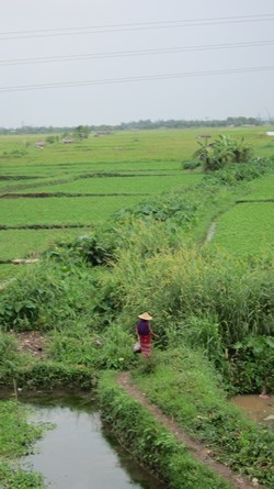 Rice paddies seen from train.