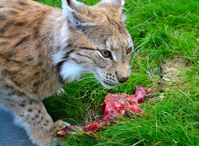 A polar park lynx in Norway.