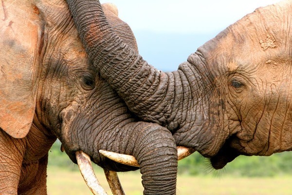 Elephants at a preserve.