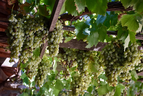 Grapes cover the trellis above the terrace.