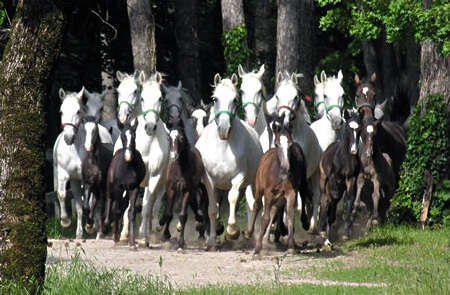 Slovenia: Lipica Stud Farm foals.