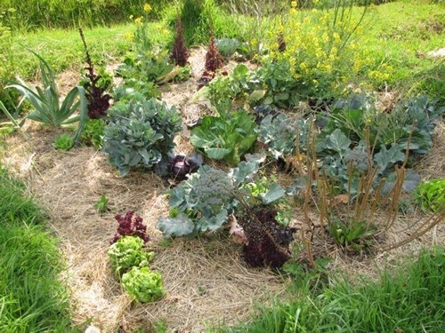 Find salad greens in Colombia.