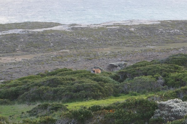 An eland grazing in the bush near the Cape of Good Hope