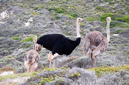 Ostriches at Cape Point Nature Reserve