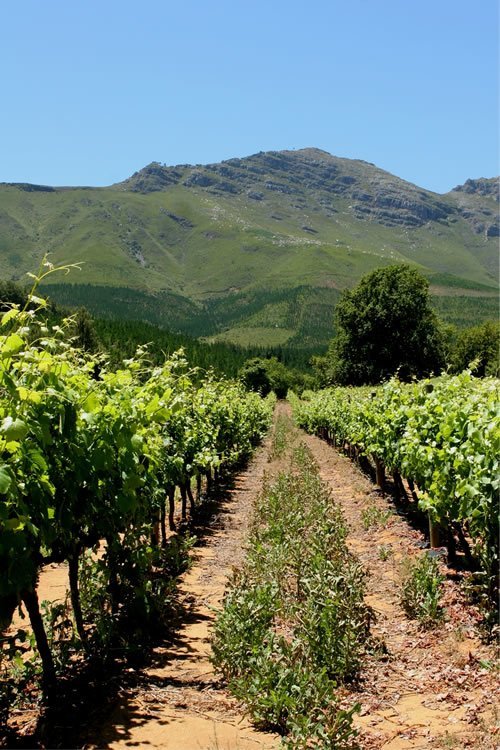 A wine estate on the Stellenbosch Wine Route