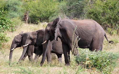 Elephants hanging out in Botswana.