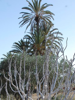 Palm tree in Djerba, Tunisia.