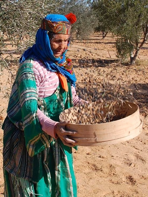 Separating olives from leaves by hand after the initial harvest.