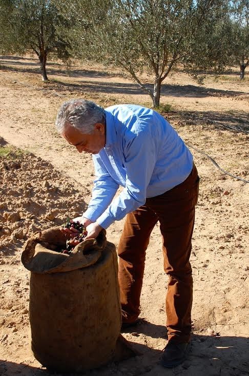 Harvested olives collected.