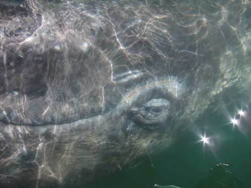 In Mexico, a whale very close to the surface of the ocean.