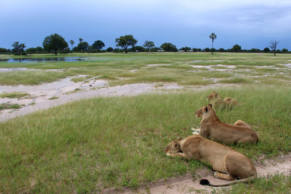 Lions at the Linkwasha Concession of Hwange National Park, Zimbabwe