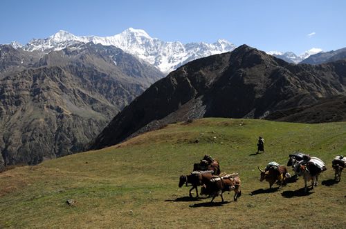 Buffalo on hilltop with Van Gujjar tribe in India.