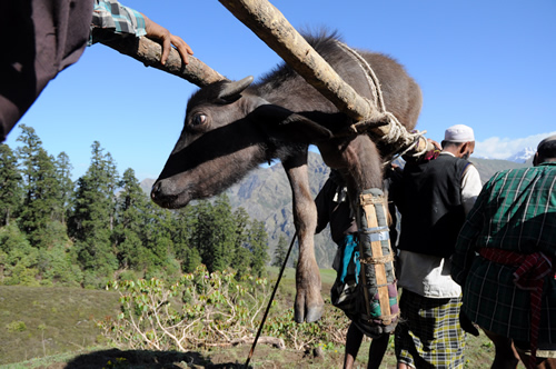 Carrying the injured calf of the Van Gujjar tribe in India.